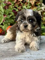 orval, a male Shihpoo for sale in Bonaparte, IA – 8 of 10