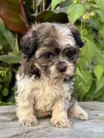 orval, a male Shihpoo for sale in Bonaparte, IA – 7 of 10