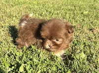 Ned, a male Shih Tzu for sale in Bonaparte, IA – 8 of 10