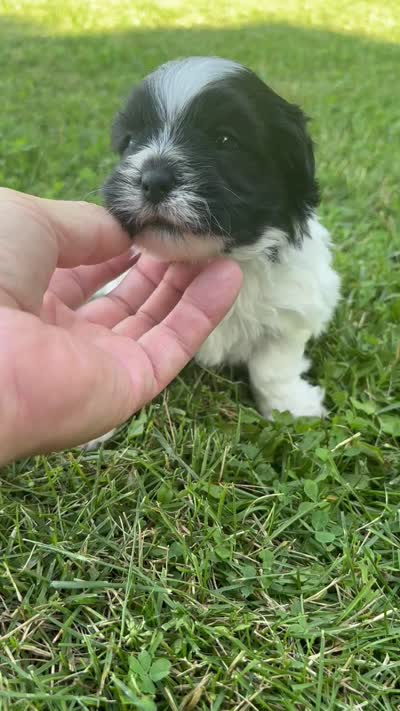 Hank, a male Shichon for sale in Bonaparte, IA – 8 of 9