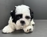 Bradley, a male Shichon for sale in Bonaparte, IA – Photo 10 of 10