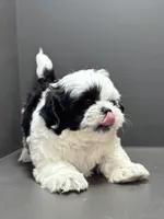 Bradley, a male Shichon for sale in Bonaparte, IA – Photo 1 of 10