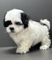 Bradley, a male Shichon for sale in Bonaparte, IA – Photo 3 of 10