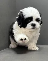 Bradley, a male Shichon for sale in Bonaparte, IA – Photo 7 of 10