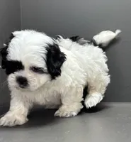 Bradley, a male Shichon for sale in Bonaparte, IA – Photo 8 of 10