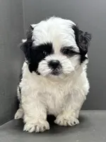 Bradley, a male Shichon for sale in Bonaparte, IA – Photo 4 of 10
