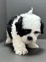 Bradley, a male Shichon for sale in Bonaparte, IA – Photo 5 of 10