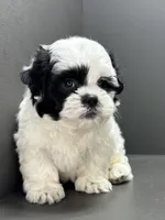 Bradley, a male Shichon for sale in Bonaparte, IA – Photo 6 of 10