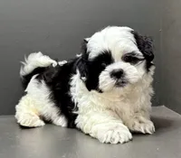 Bradley, a male Shichon for sale in Bonaparte, IA – Photo 9 of 10