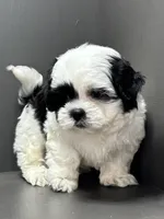Bradley, a male Shichon for sale in Bonaparte, IA – Photo 2 of 10