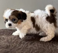 Zora, a female Shihpoo for sale in Bonaparte, IA – Photo 7 of 10