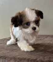 Zora, a female Shihpoo for sale in Bonaparte, IA – Photo 3 of 10