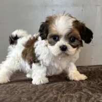 Zora, a female Shihpoo for sale in Bonaparte, IA – Photo 10 of 10