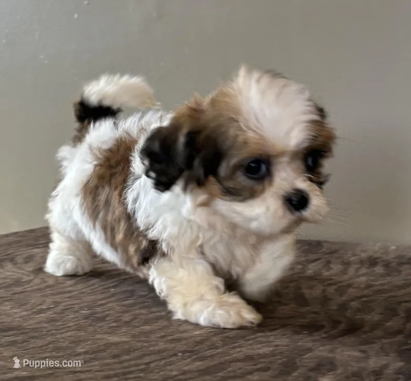 Zora – Shihpoo puppy for sale in Bonaparte, IA