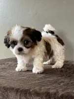 Zora, a female Shihpoo for sale in Bonaparte, IA – Photo 9 of 10