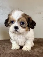 Zora, a female Shihpoo for sale in Bonaparte, IA – Photo 2 of 10