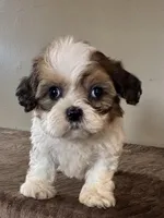 Zora, a female Shihpoo for sale in Bonaparte, IA – Photo 5 of 10