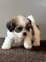 Zora, a female Shihpoo for sale in Bonaparte, IA – Photo 4 of 10