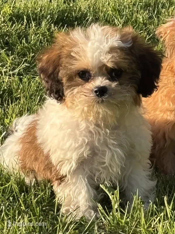 Zora – Shihpoo puppy for sale in Bonaparte, IA