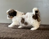 Zora, a female Shihpoo for sale in Bonaparte, IA – Photo 8 of 10