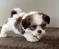 Zora, a female Shihpoo for sale in Bonaparte, IA – Photo 6 of 10