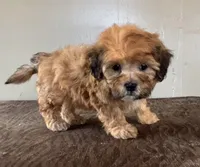 Zeke, a male Shihpoo for sale in Bonaparte, IA – Photo 9 of 10