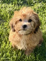 Zeke, a male Shihpoo for sale in Bonaparte, IA – 10 of 10
