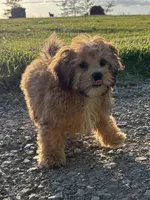 Zeke, a male Shihpoo for sale in Bonaparte, IA – 8 of 10