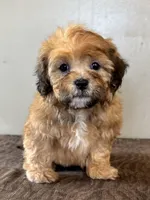 Zeke, a male Shihpoo for sale in Bonaparte, IA – Photo 3 of 10