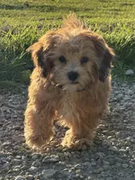 Zeke, a male Shihpoo for sale in Bonaparte, IA – 2 of 10