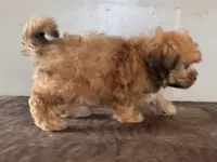 Zeke, a male Shihpoo for sale in Bonaparte, IA – Photo 2 of 10