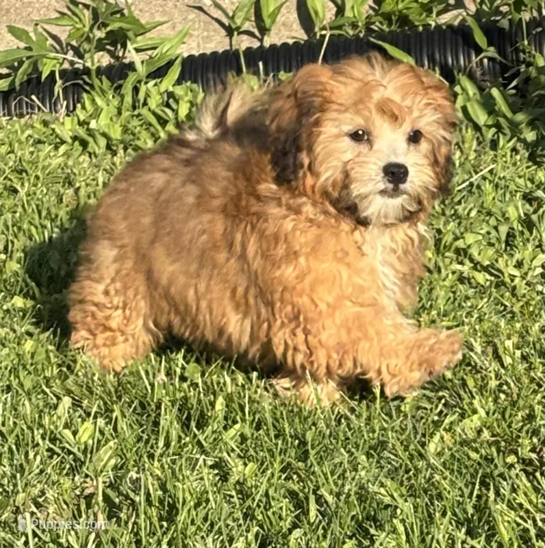 Zeke – Shihpoo puppy for sale in Bonaparte, IA