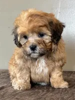 Zeke, a male Shihpoo for sale in Bonaparte, IA – Photo 8 of 10