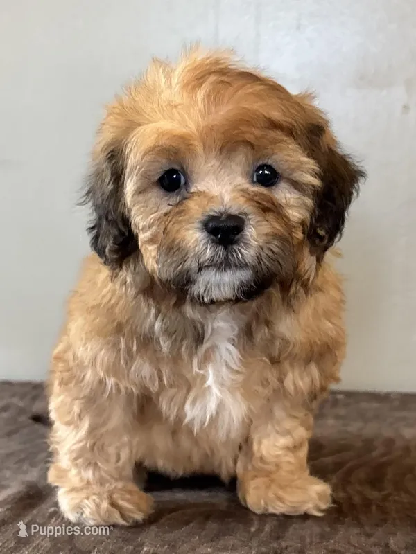 Zeke – Shihpoo puppy for sale in Bonaparte, IA