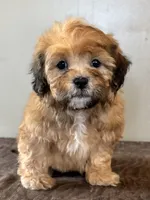 Zeke, a male Shihpoo for sale in Bonaparte, IA – Photo 1 of 10