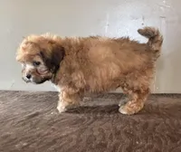 Zeke, a male Shihpoo for sale in Bonaparte, IA – Photo 6 of 10