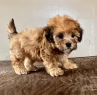 Zeke, a male Shihpoo for sale in Bonaparte, IA – Photo 5 of 10