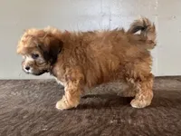 Zeke, a male Shihpoo for sale in Bonaparte, IA – Photo 4 of 10