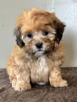 Zeke, a male Shihpoo for sale in Bonaparte, IA – Photo 7 of 10