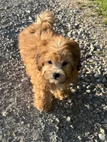 Zeke, a male Shihpoo for sale in Bonaparte, IA – 9 of 10
