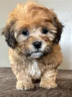 Zeke, a male Shihpoo for sale in Bonaparte, IA – Photo 10 of 10