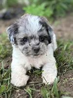 Etta, a female Shihpoo for sale in Bonaparte, IA – 2 of 10