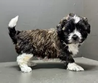 Fonzie, a male Shihpoo for sale in Bonaparte, IA – 6 of 9