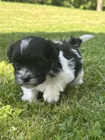 Heidi, a male Shichon for sale in Bonaparte, IA – 4 of 10