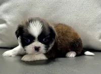 Gabe, a male Shih Tzu for sale in Bonaparte, IA – 6 of 8