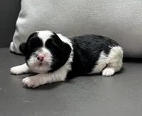 Bonny, a female Shichon for sale in Bonaparte, IA – Photo 4 of 5