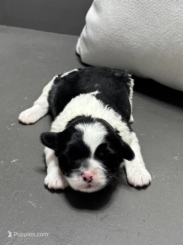 Bonny – Shichon puppy for sale in Bonaparte, IA