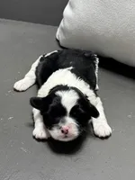 Bonny, a female Shichon for sale in Bonaparte, IA – Photo 1 of 5