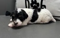 Annie, a female Wire Fox Terrier for sale in Bonaparte, IA – Photo 5 of 6