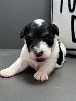 Annie, a female Wire Fox Terrier for sale in Bonaparte, IA – Photo 3 of 6